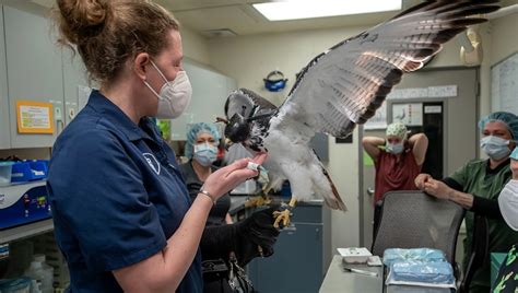 Seahawks mascot Taima recovering after surgery at WSU | FOX 13 Seattle