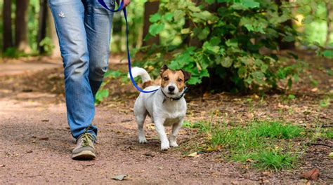 Our Favorite Dog Friendly Places in Waco, Texas - Modern Texas Living