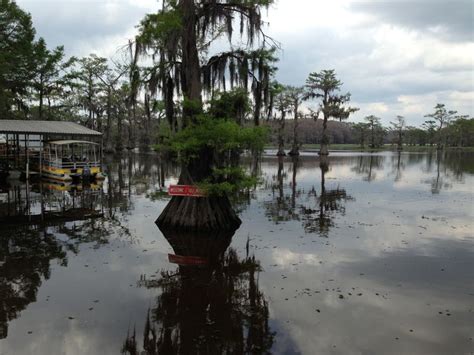 Caddo Lake | Scenic tours, Photography tours, Lake