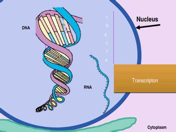 Protein Synthesis Animation by Sar i | Teachers Pay Teachers