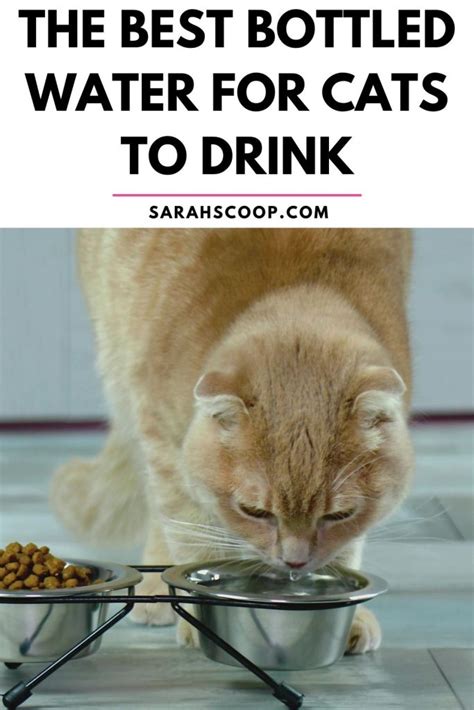 What Bottled Water is Best For Cats to Drink | Sarah Scoop