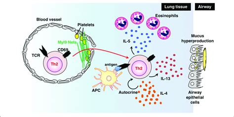 | The "CD69-Myl9 system." In the inflamed lung, platelet-derived Myl9... | Download Scientific ...