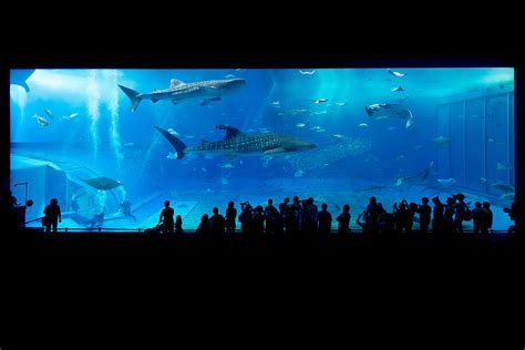 File:Okinawa Aquarium.jpg - Wikimedia Commons