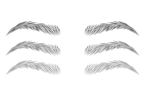 Eyebrow Shapes Drawing