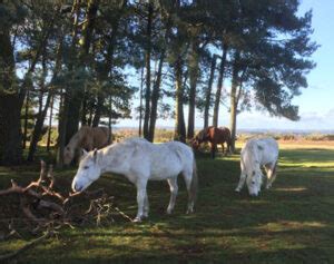 History of the New Forest Pony - New Forest Pony & Cattle Breeding