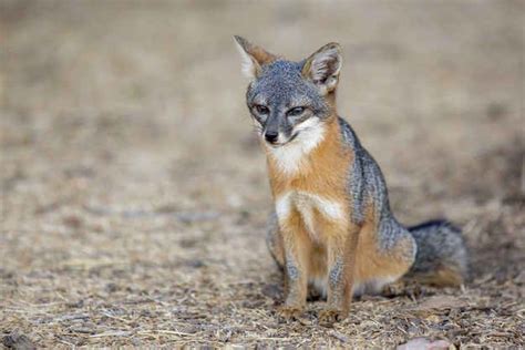 If you like wolves, you'll like the Santa Cruz Island fox. | Endangered animals, Endangered ...