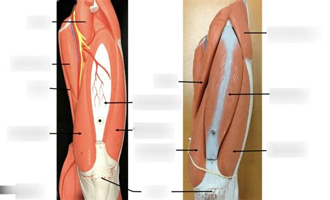 Patella/Knee muscles Diagram | Quizlet