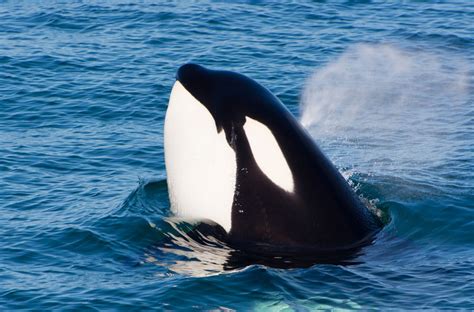 Monterey Bay Wildlife – Blue Ocean Whale Watching