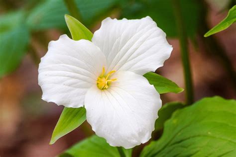 White trillium large flower 10 seeds Perennial Zones3-9 | Etsy