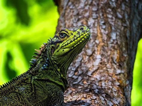 Philippine sailfin lizard l Remarkable - Our Breathing Planet