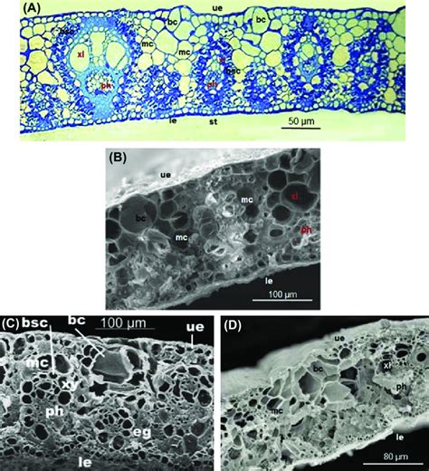 1 (A) Cross-section of a sugarcane leaf (cultivar My 55-14) showing the ...