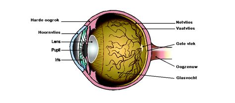 agudo Estribillo Prestigio anatomie van het oog soplo expedición raqueta