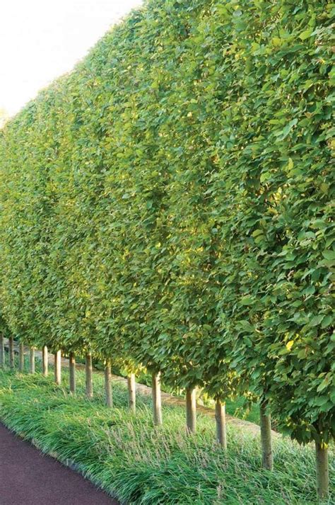 Hornbeam: A Hedge for All Seasons - Remodelista | Garden hedges, Landscape design, Outdoor ...