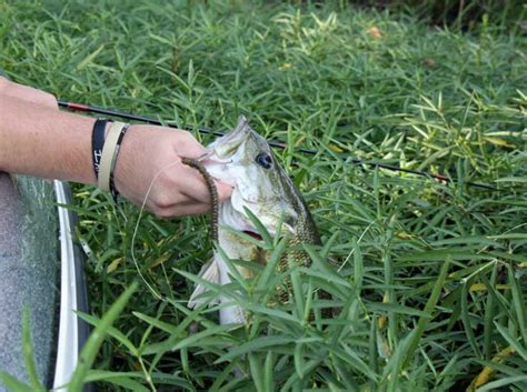 Bass Fishing 101: Fearlessly Fish Bass in Cover Vegetation - Wide Open Spaces