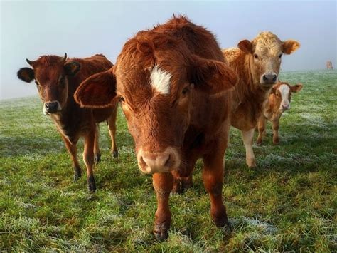 183 best images about Cattle, Oxen, Dairy Cow, Musk Oxen & Takin on Pinterest | A cow, Cow and ...