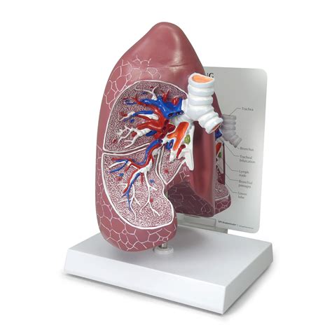 Anatomical Model - Lung