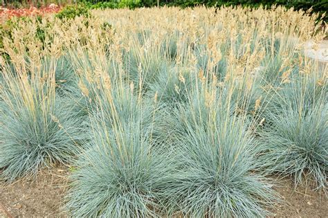 8 Water-Wise Ornamental Grasses: Ideas + Tips | INSTALL-IT-DIRECT