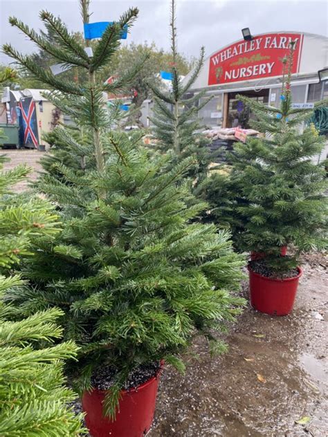 Potted Christmas tree - Wheatley Farm Garden Centre