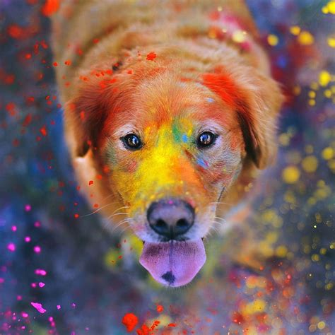 DOG SMILE, dogs, funny, colorful, HD phone wallpaper | Peakpx