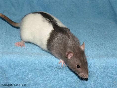 Hooded - RAT VARIETY GUIDE