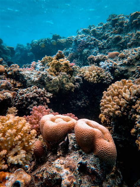 Underwater Photography Of Corals · Free Stock Photo