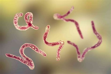 Parasite Primer: Find Out About the Different Types