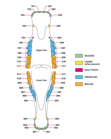 890+ Horse Anatomy Stock Photos, Pictures & Royalty-Free Images - iStock