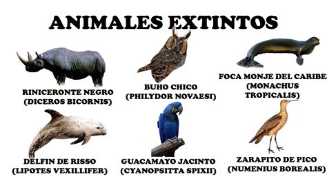 Animales Extintos en los Últimos Diez Años - Mini Manual