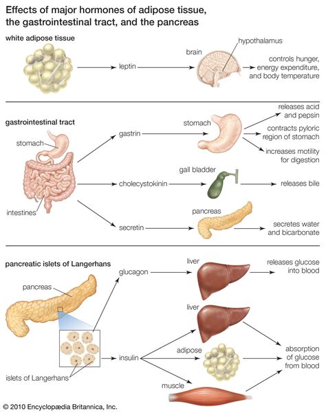 Appetite | Weight Loss, Nutrition & Hunger | Britannica