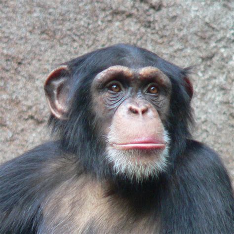 File:Chimpanzee-Head.jpg - Wikimedia Commons