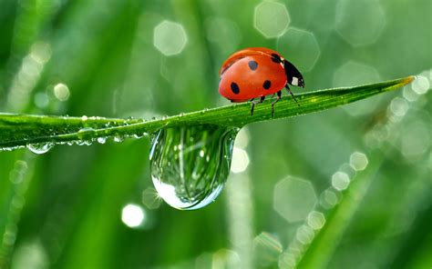 Ladybugs wallpaper | 2880x1800 | #74821