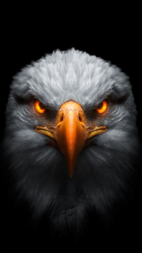 Black Eagle Hd Wallpaper