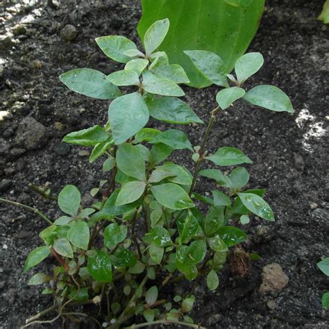 Alternanthera sessilis - Sessile joyweed - Flowgrow Aquatic Plant Database