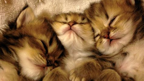 Download Cute Close-up Sleeping Kitten Animal Cat Cute Cat HD Wallpaper