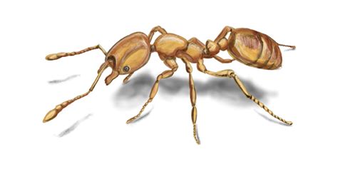 Pharaoh Ants Control - How to Get Rid of Pharoah Ants