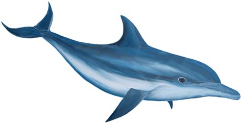 Dolphin PNG