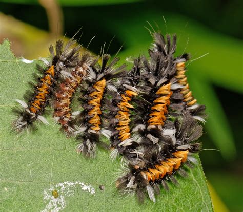 Maryland Biodiversity Project - Milkweed Tussock Moth (Euchaetes egle)