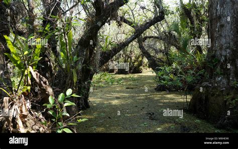 Pond apple swamp Stock Photo - Alamy