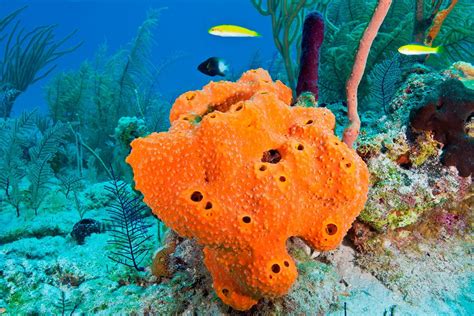 Ocean Sponges|Sea Sponges|Sponges for saltwater aquariums| | Sea sponge, Sponges, Sea animals