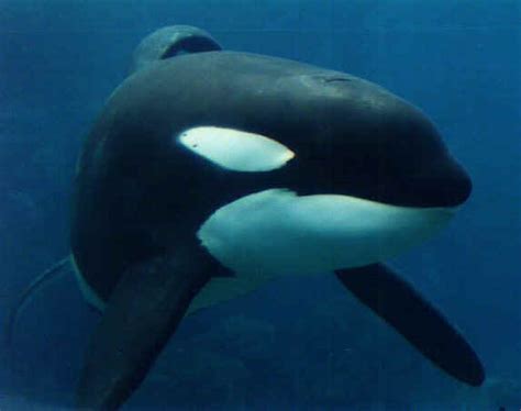 Keiko | Orca tank Wiki | FANDOM powered by Wikia