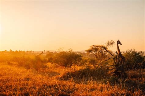 20 BEST Safari Lodges In Africa