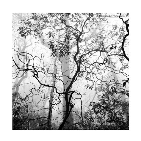 black and white photography, tree photography, abstract, tree print, landscape photography ...