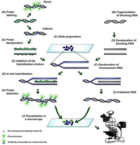 In Situ Hybridization (ISH) and Fluorescence in Situ Hybridization (FISH)