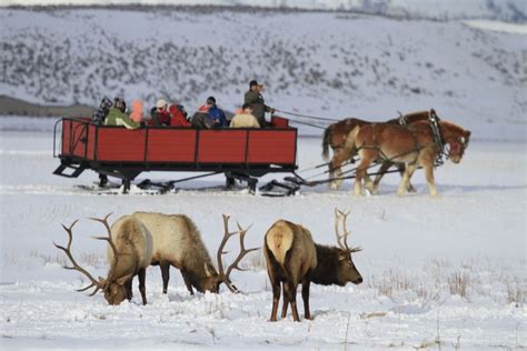 Jackson: Grand Teton and National Elk Refuge Winter Day Trip | GetYourGuide