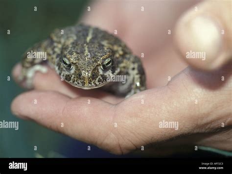 Natterjack toad Picture by Andrew Hasson 1995 Stock Photo - Alamy