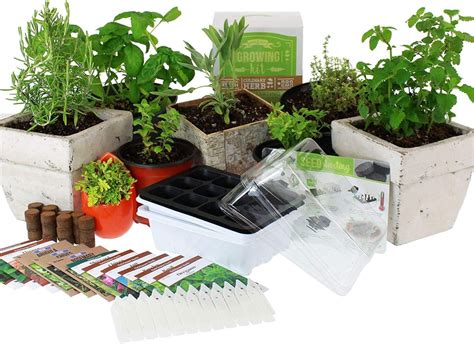 The Best Indoor Vegetable Kits on Amazon