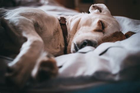 Is Your Dog Snoring Loudly While Sleeping? Reasons & Remedies!