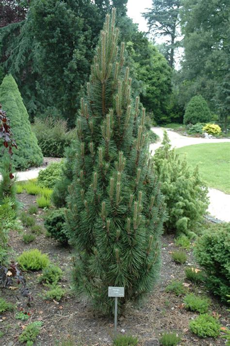 Pinus nigra 'Frank' Dwarf Columnar Austrian Pine - Kigi Nursery