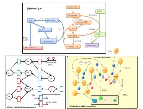 Different diagrammatic representation of the folate cycle a) Typical... | Download Scientific ...