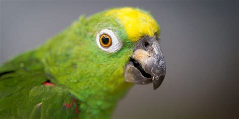 WATCH: Singing parrot amazes wildlife park visitors by belting out favourite Beyonce tunes ...